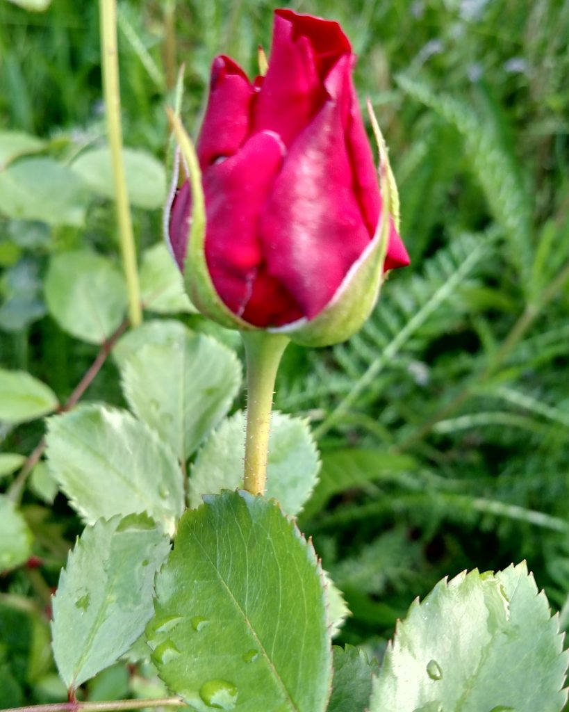 Abba's Powerful and Mysterious Ways are evident even in a rose